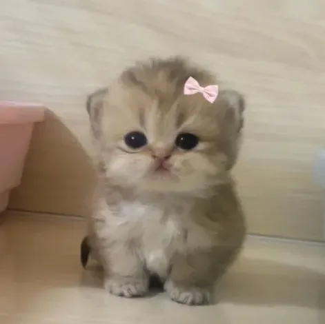 milly